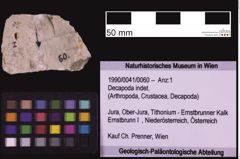 Foto (Objekt + Etiketten) von Decapoda indet. (NHMW-GEO-1990-0041-0060)